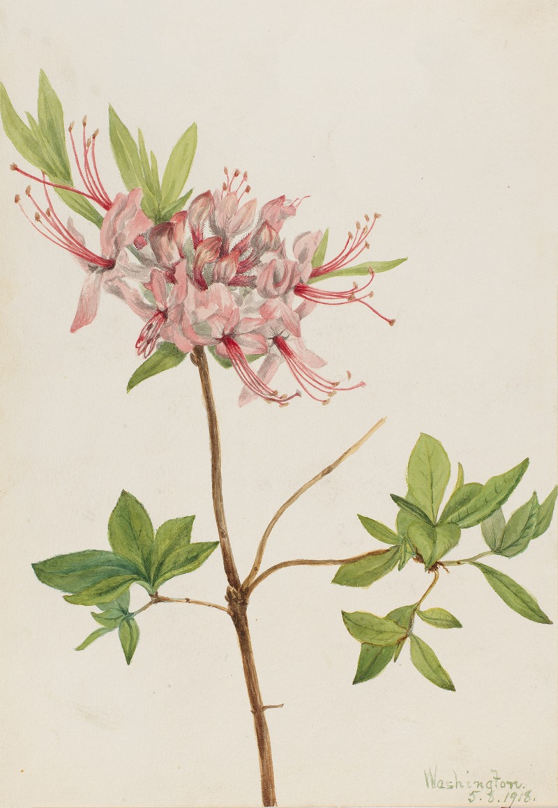 Pinxter Bloom (Azalea nudiflora) by Мэри Вокс Уолкотт, 1918 — digital art print download