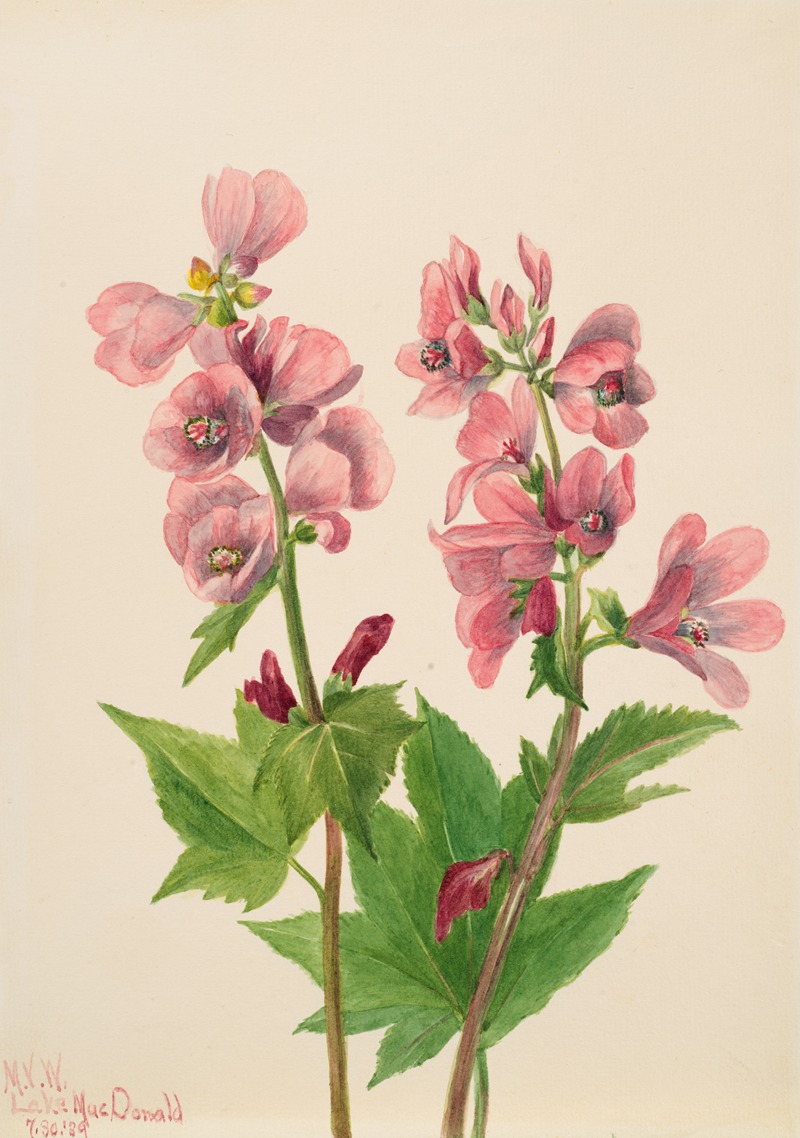 Plant Study by Mary Vaux Walcott, 1939 — digital art print download