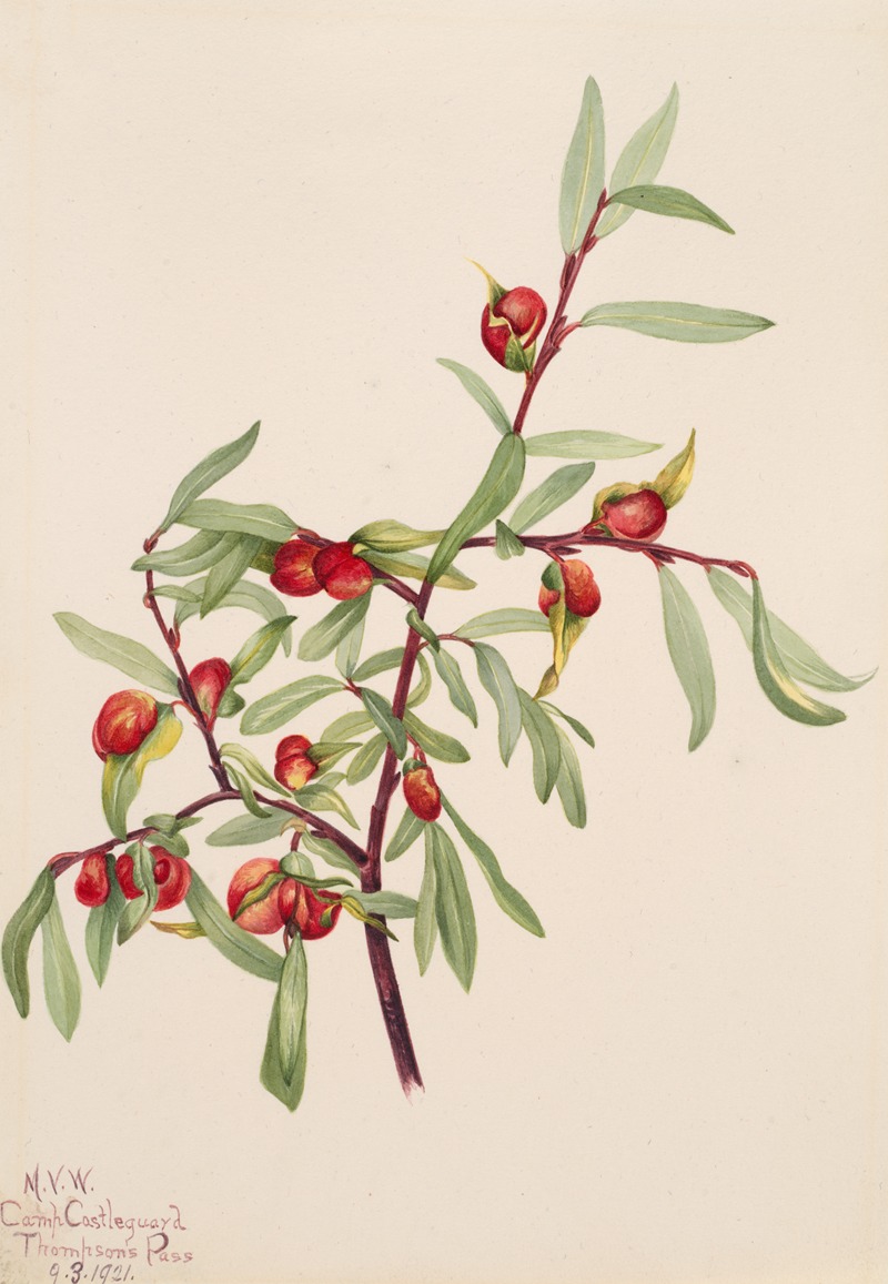 Plant Study by Мэри Вокс Уолкотт, 1921 — digital art print download