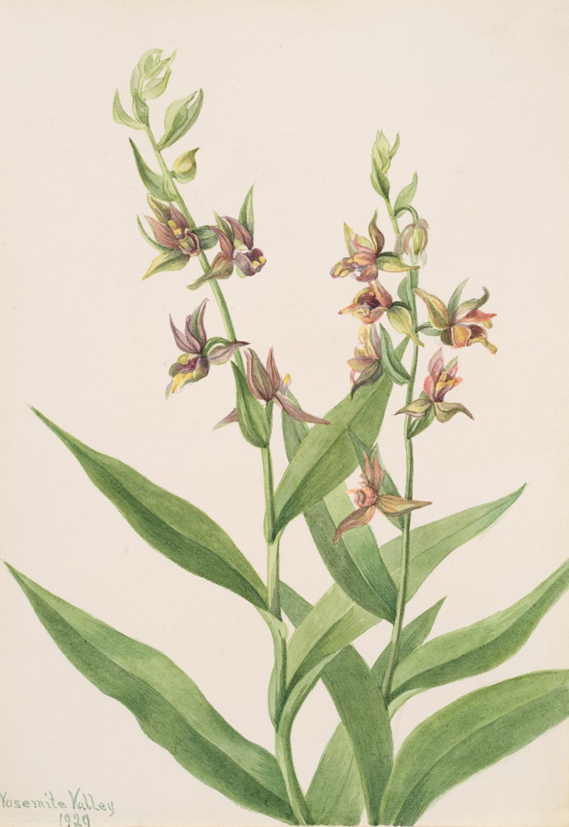 Plant Study by Мэри Вокс Уолкотт, 1929 — digital art print download