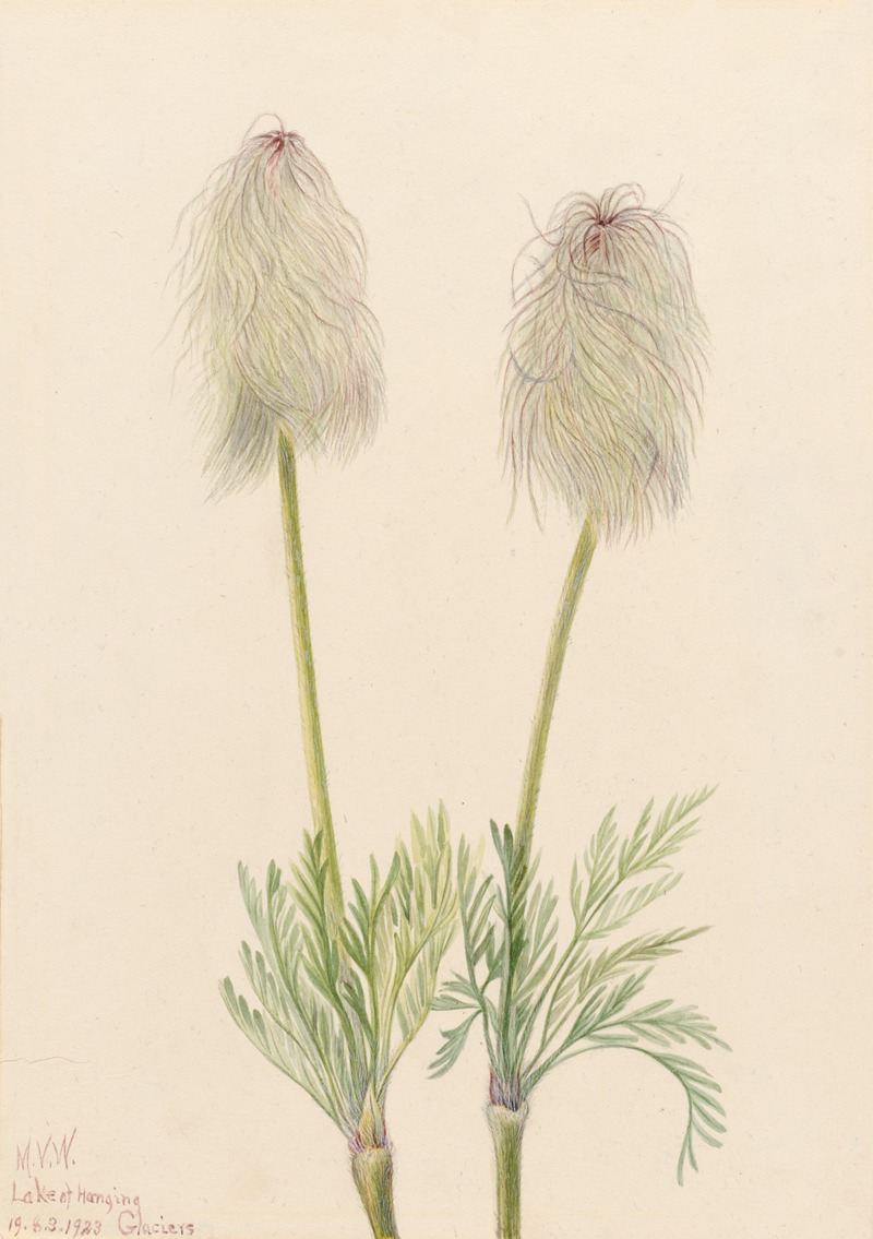 Plume Anemone (Pulsatilla occidentalis) — Мэри Вокс Уолкотт