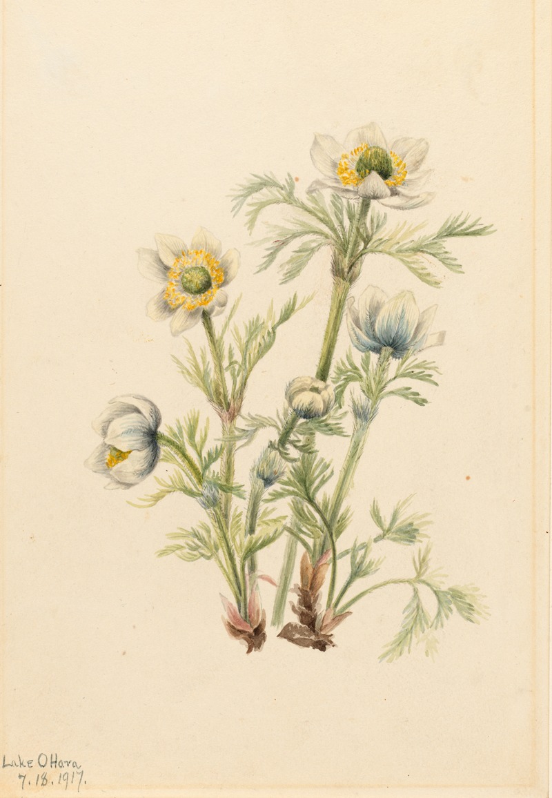 Plume Anemone (Pulsatilla occidentalis) — Мэри Вокс Уолкотт