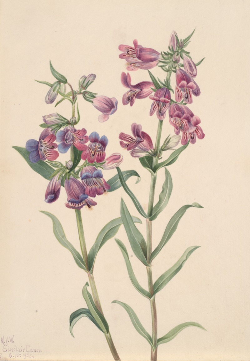 Prairie Pentstemon (Pentstemon erianthera) by Мэри Вокс Уолкотт, 1923 — digital art print download