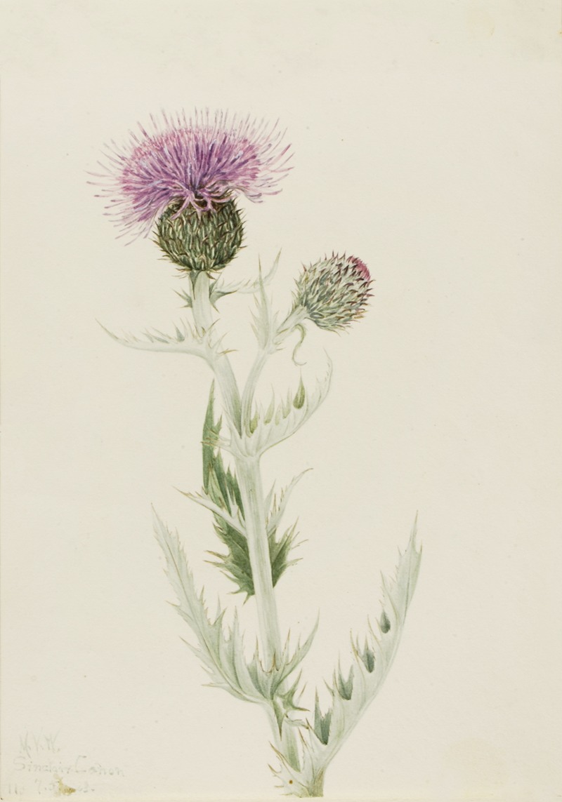 Prairie Thistle (Cirsium undulatum) by Мэри Вокс Уолкотт, 1923 — digital art print download