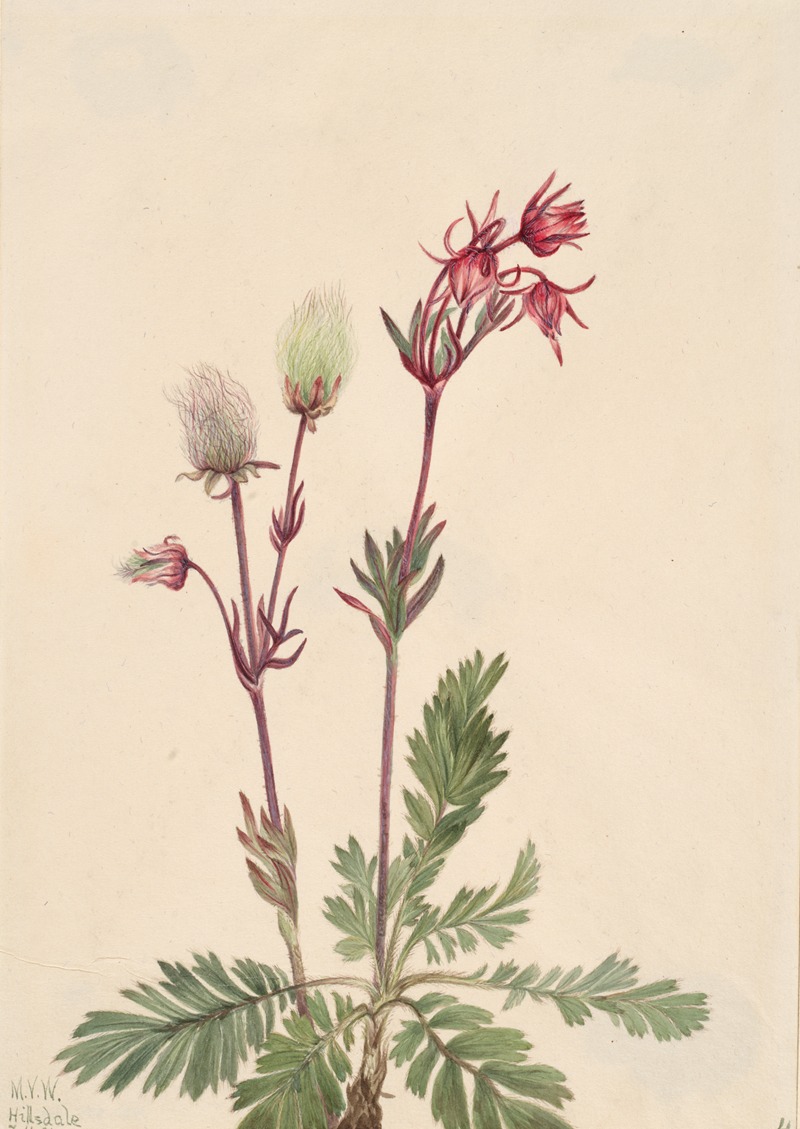 Prairie-Smoke (Sieversia ciliata) — Mary Vaux Walcott