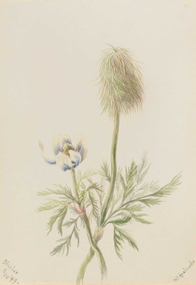 Pulsatilla occidentalis by Мэри Вокс Уолкотт, 1899 — digital art print download