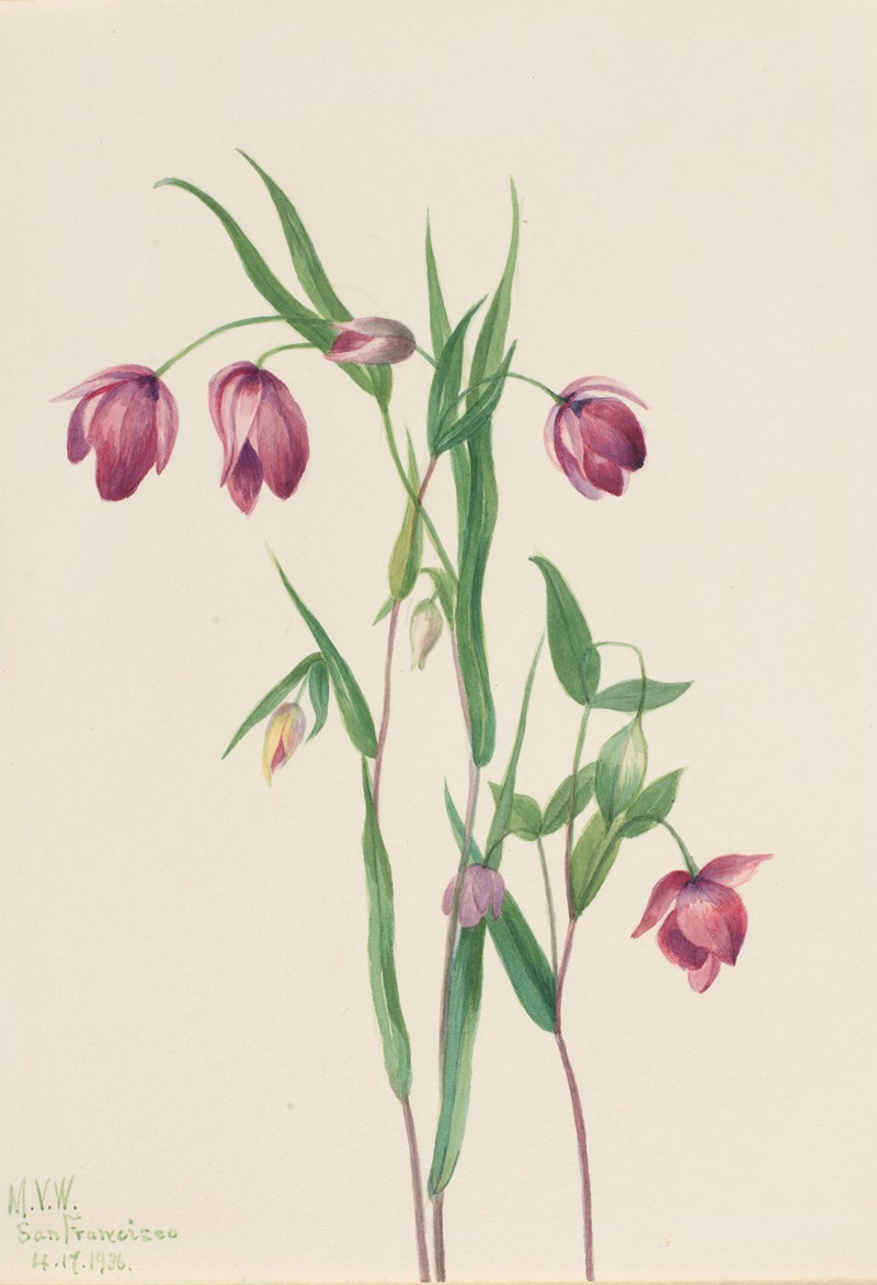 Purple Fairy Lantern (Calochortus anoenum) — Mary Vaux Walcott