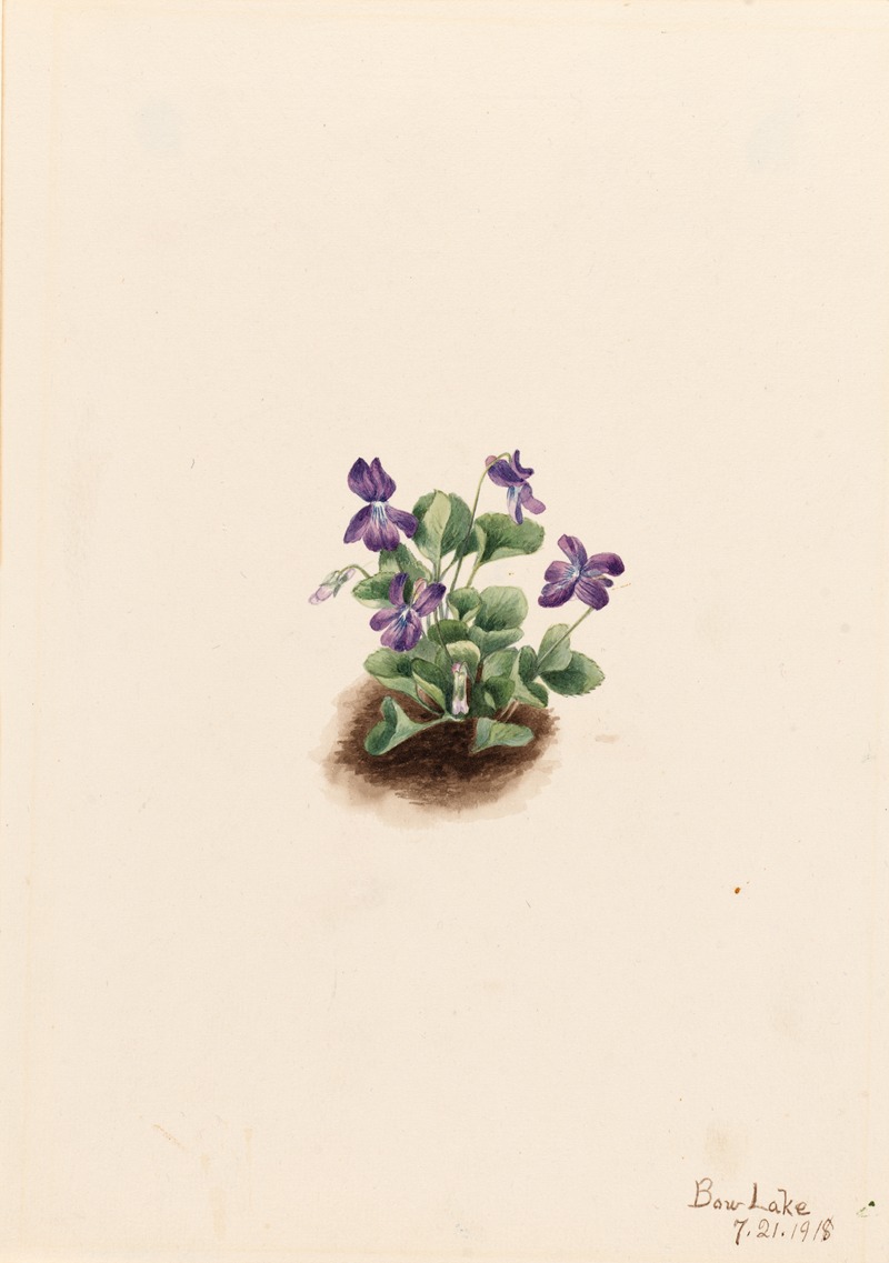 Purple Mountain Violet (Viola adunca) by Мэри Вокс Уолкотт, 1918 — digital art print download