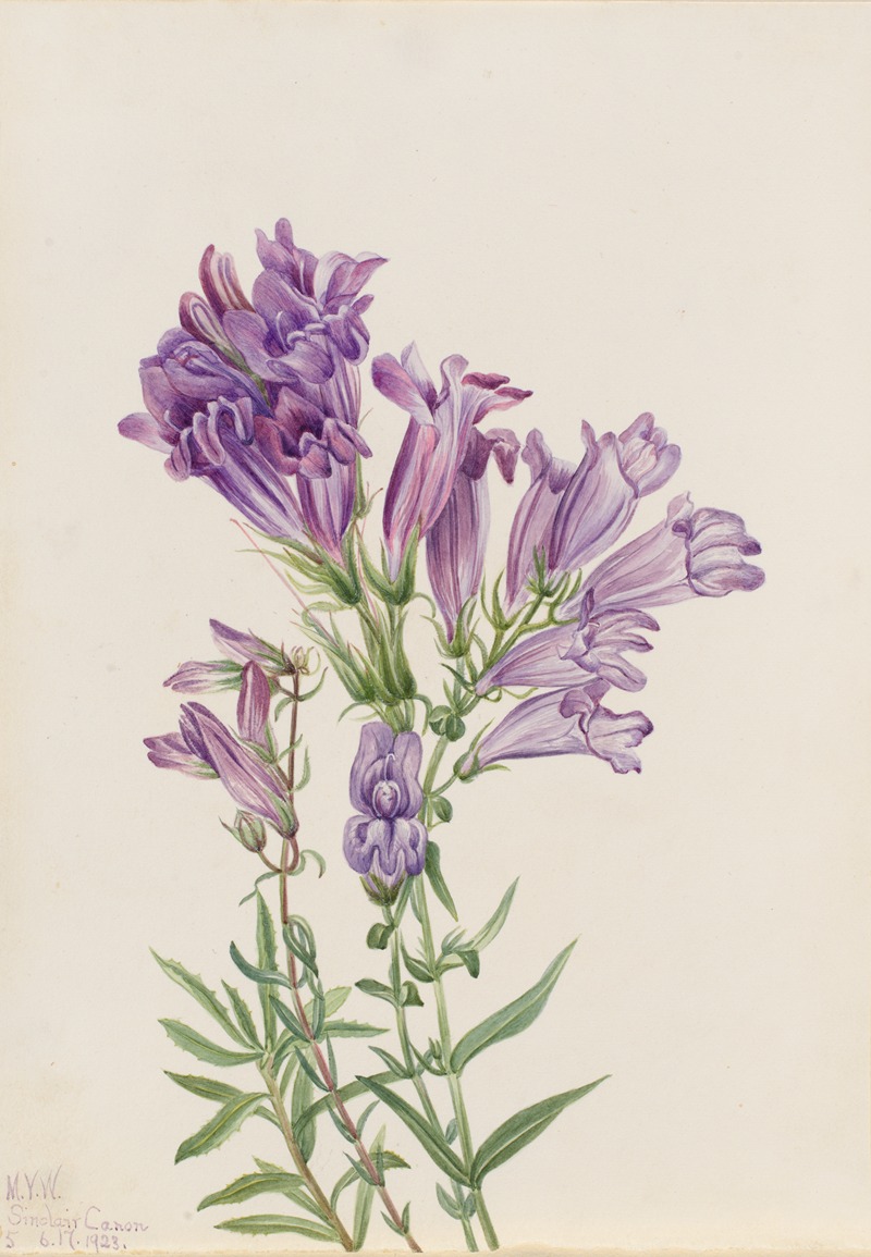 Purple Pentstemon (Pentstemon lyallii) by Мэри Вокс Уолкотт, 1923 — digital art print download