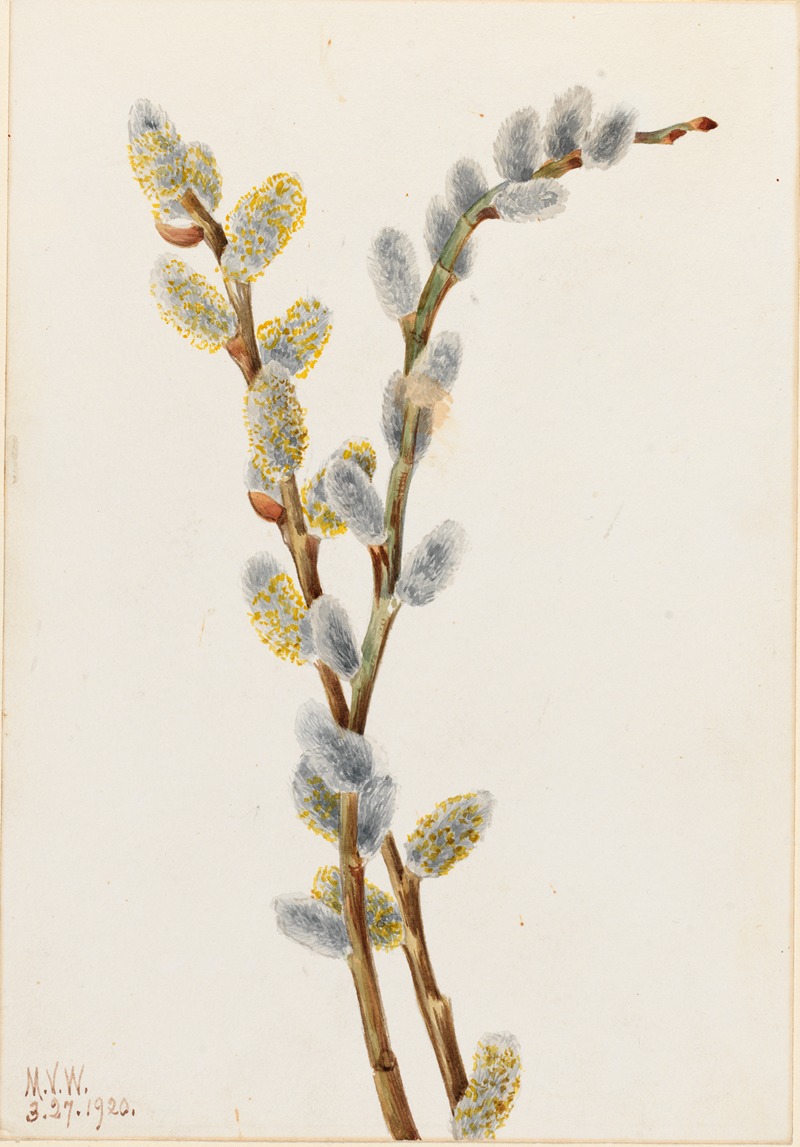 Pussy Willow (Salix discolor) by Мэри Вокс Уолкотт, 1920 — digital art print download