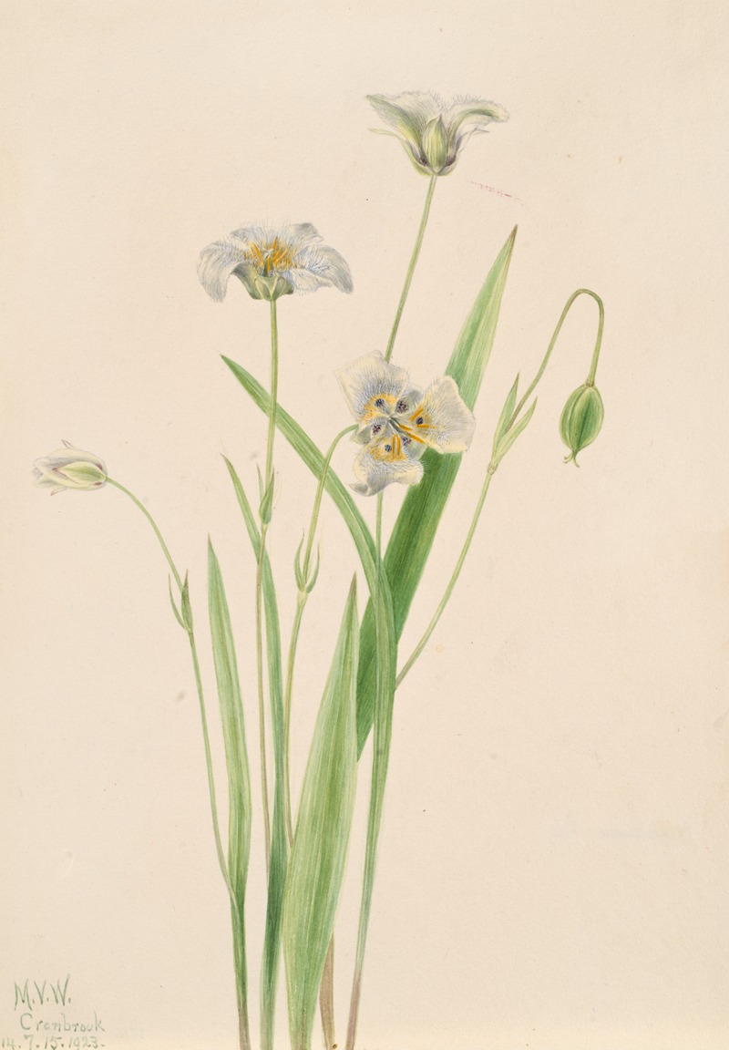 Pussy-ears (Calochortus elegans) by Мэри Вокс Уолкотт, 1923 — digital art print download