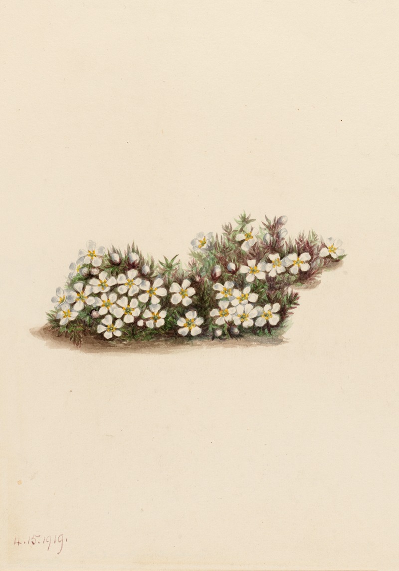 Pyxie (Pyxidanthera barbulata) by Мэри Вокс Уолкотт, 1919 — digital art print download