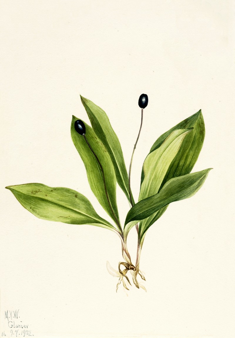 Queencup (Clintonia uniflora) by Мэри Вокс Уолкотт, 1922 — digital art print download