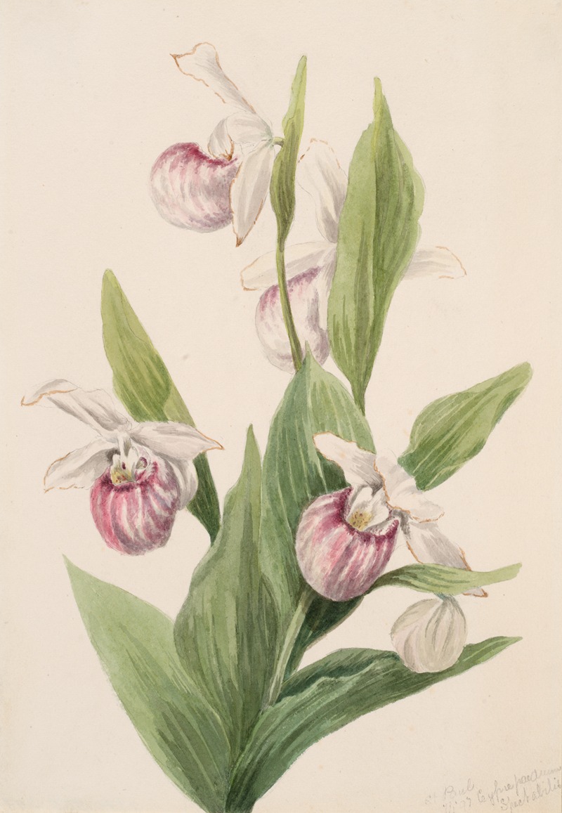 Queen's Slipper (Cypripedium reginae) by Мэри Вокс Уолкотт, 1897 — digital art print download