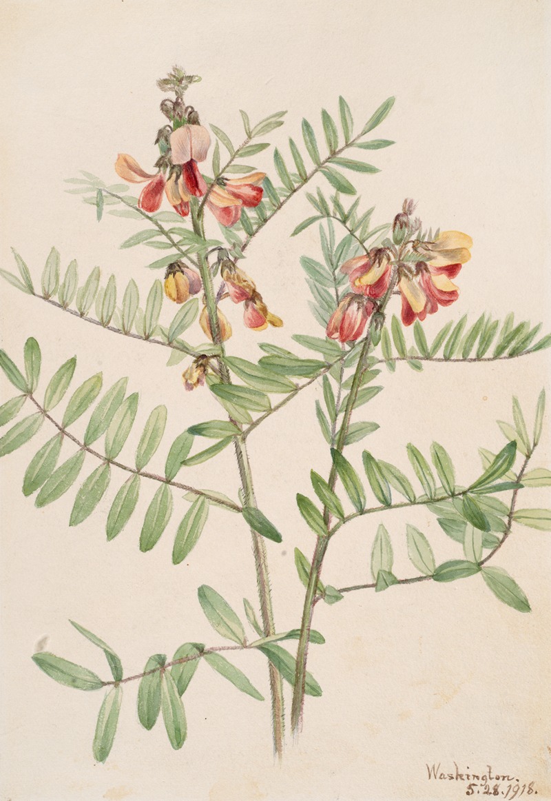 Rabbitbean (Cracca virginiana) by Мэри Вокс Уолкотт, 1918 — digital art print download