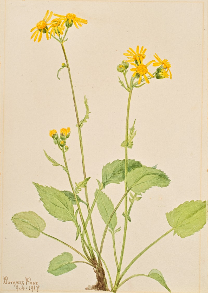 Ragwort (Senecio burkei) by Мэри Вокс Уолкотт, 1917 — digital art print download