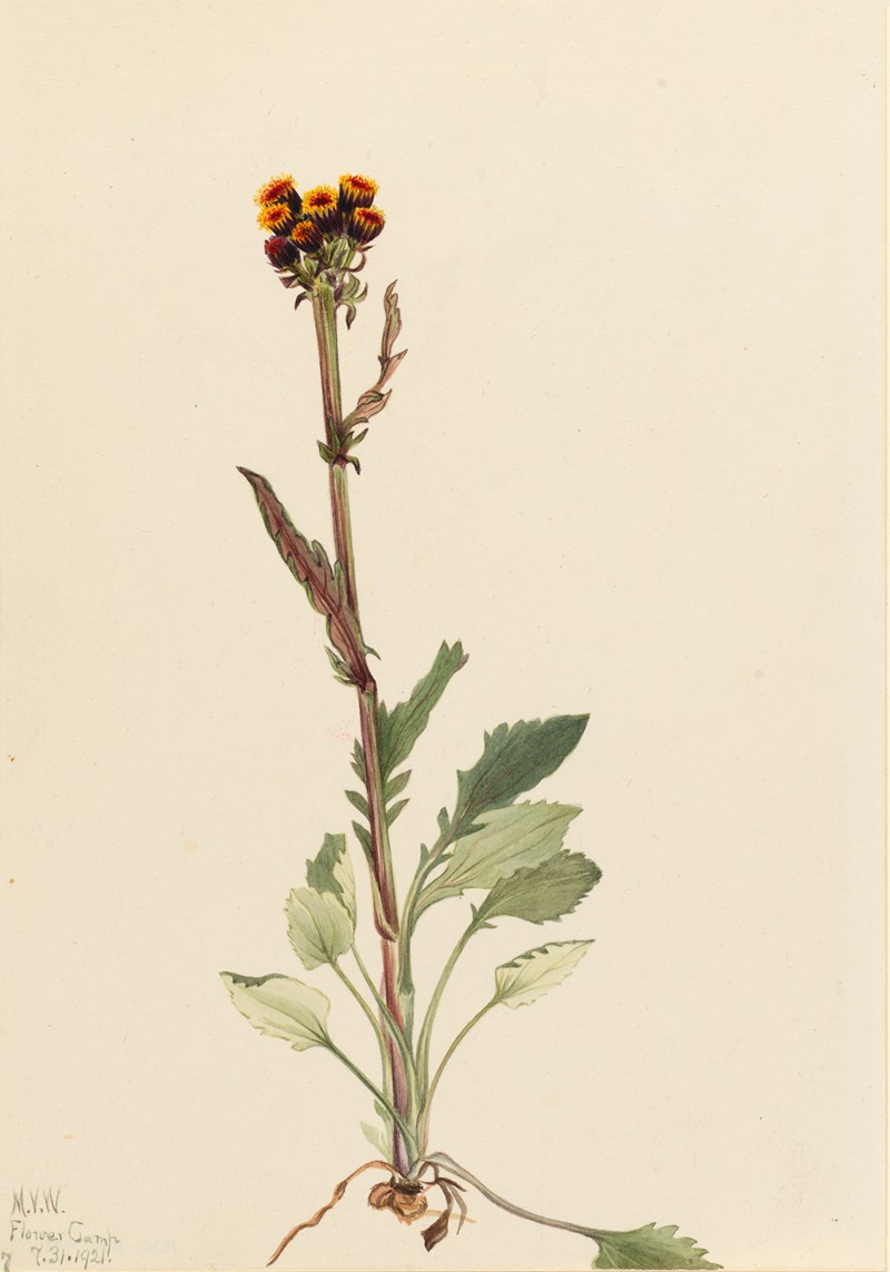 Rayless Groundsel (Senecio pauciflorus) by Mary Vaux Walcott, 1921 — digital art print download