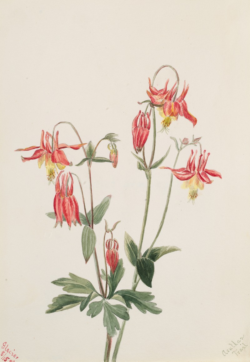 Red Columbine (Aquilegia formosa) — Mary Vaux Walcott