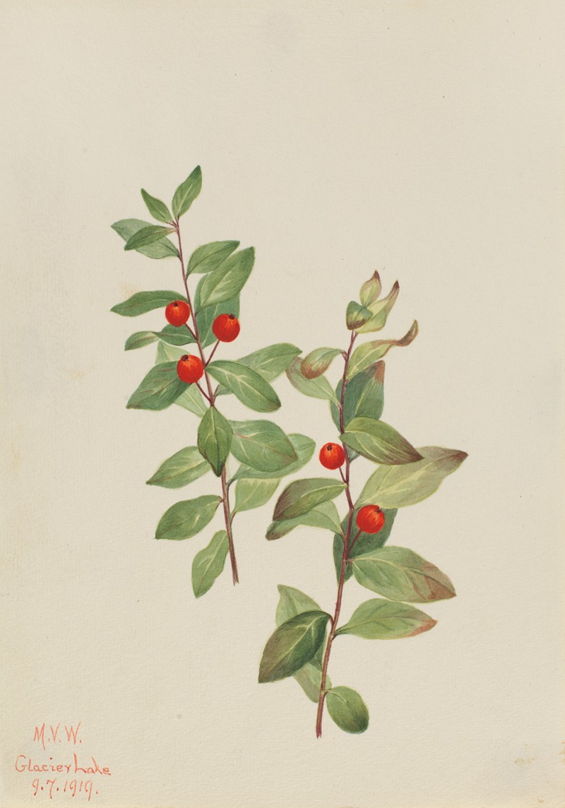 Red Comandra (Comandra livida) by Mary Vaux Walcott, 1919 — digital art print download
