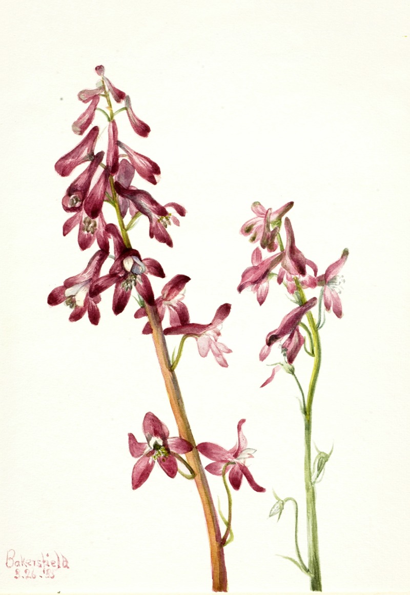 Red Larkspur (Delphinium nudicale) by Мэри Вокс Уолкотт, 1935 — digital art print download
