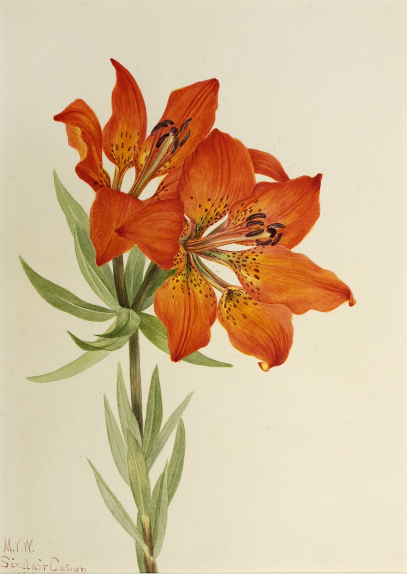 Red Lily (Lilium montanum) — Мэри Вокс Уолкотт