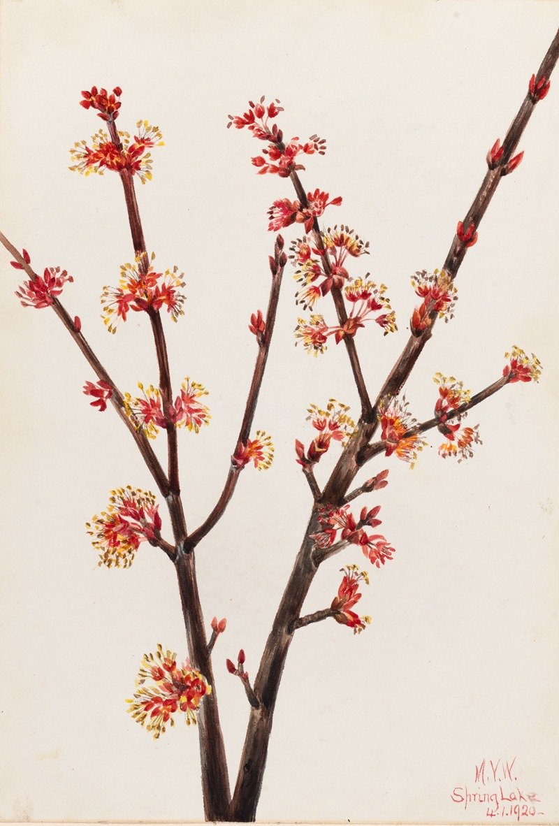 Red Maple (Acer rubrum) by Мэри Вокс Уолкотт, 1920 — digital art print download