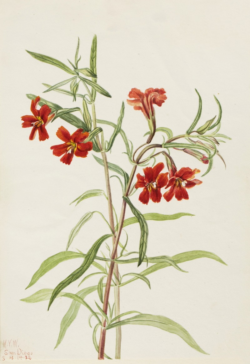 Red Monkeyflower (Diplaucus puniceus) by Mary Vaux Walcott, 1920 — digital art print download