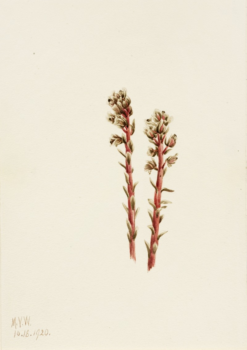 Red Pinesap (Hypopitys lanuginosa) — Мэри Вокс Уолкотт