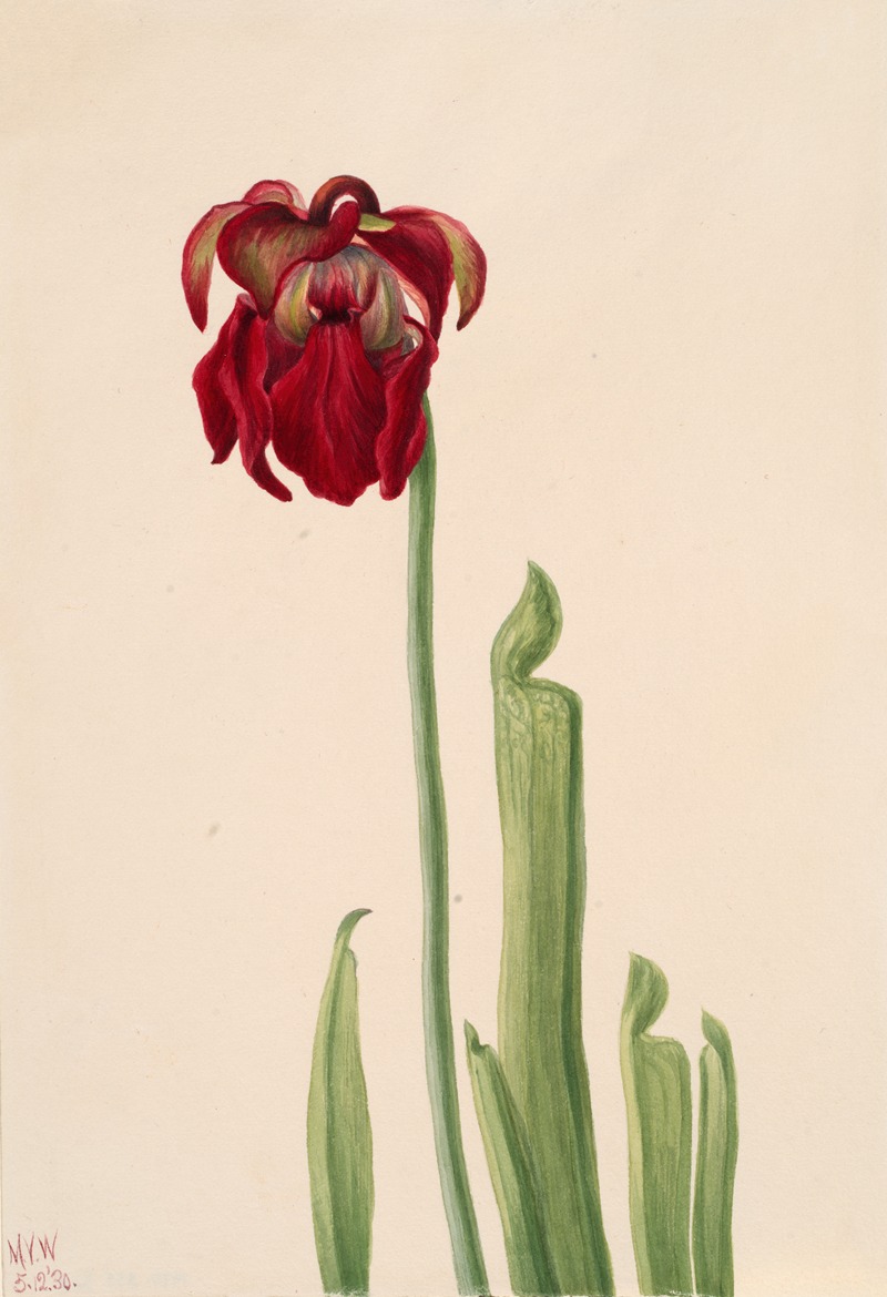 Red Pitcherplant (Sarracenia jonesii) — Mary Vaux Walcott