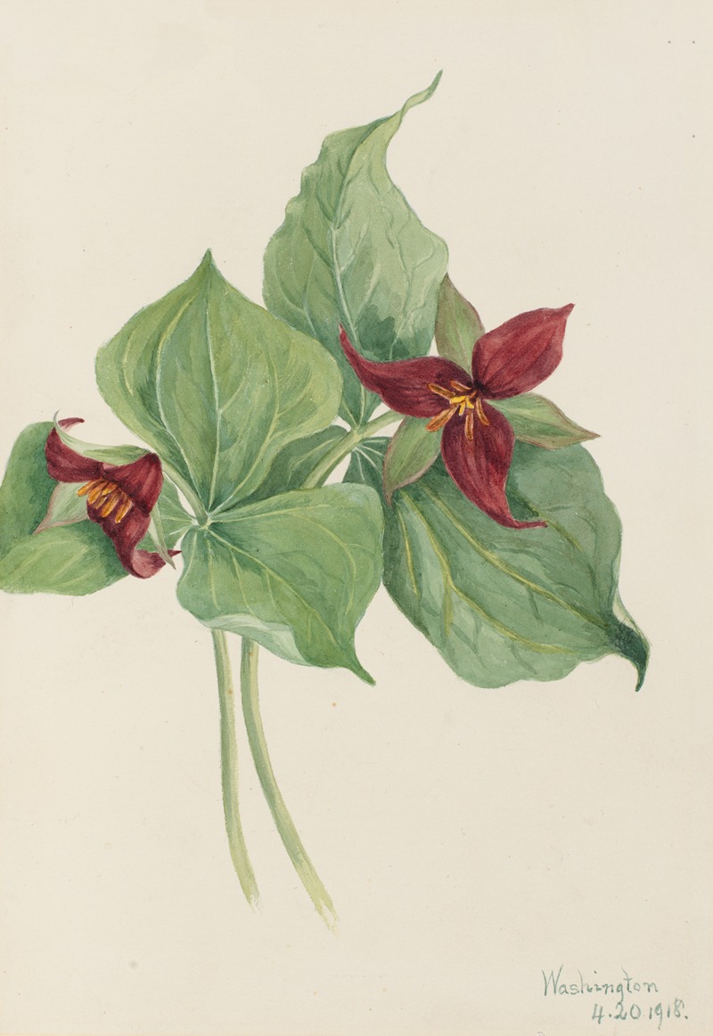 Red Trillium (Trillium erectum) by Мэри Вокс Уолкотт, 1918 — digital art print download