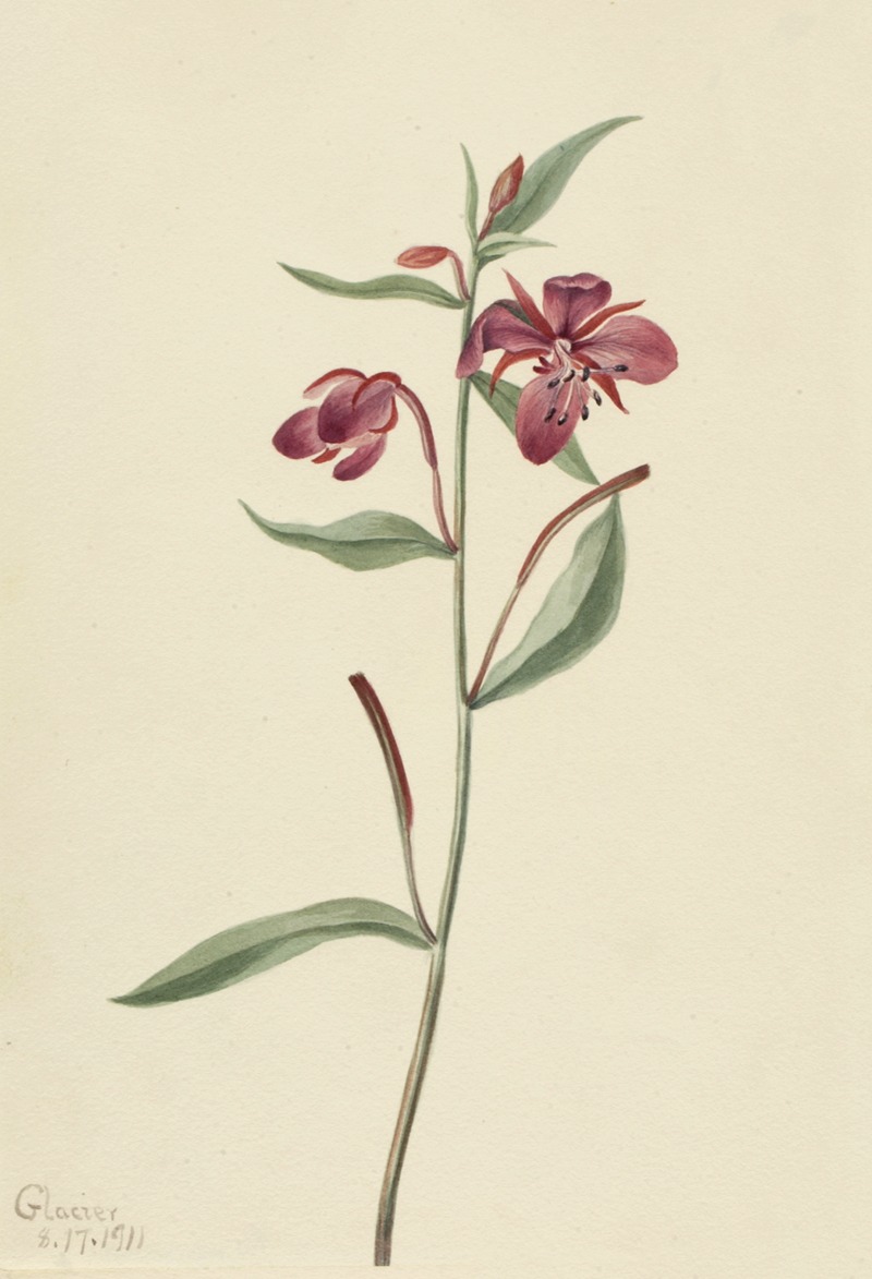 Red Willowweed (Epilobium latifolium) — Мэри Вокс Уолкотт