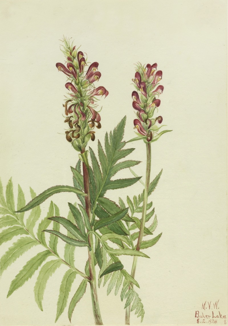Red-Helmet (Pedicularis bracteosa) by Мэри Вокс Уолкотт, 1924 — digital art print download