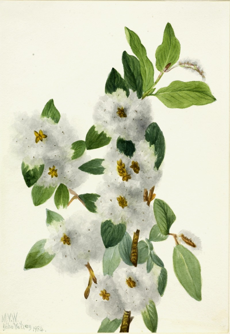 Rock Willow (Salix vestita) — Мэри Вокс Уолкотт