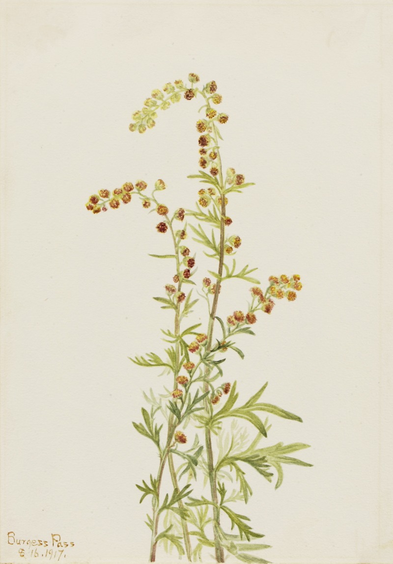 Rock Wormwood (Artemisia discolor) — Mary Vaux Walcott