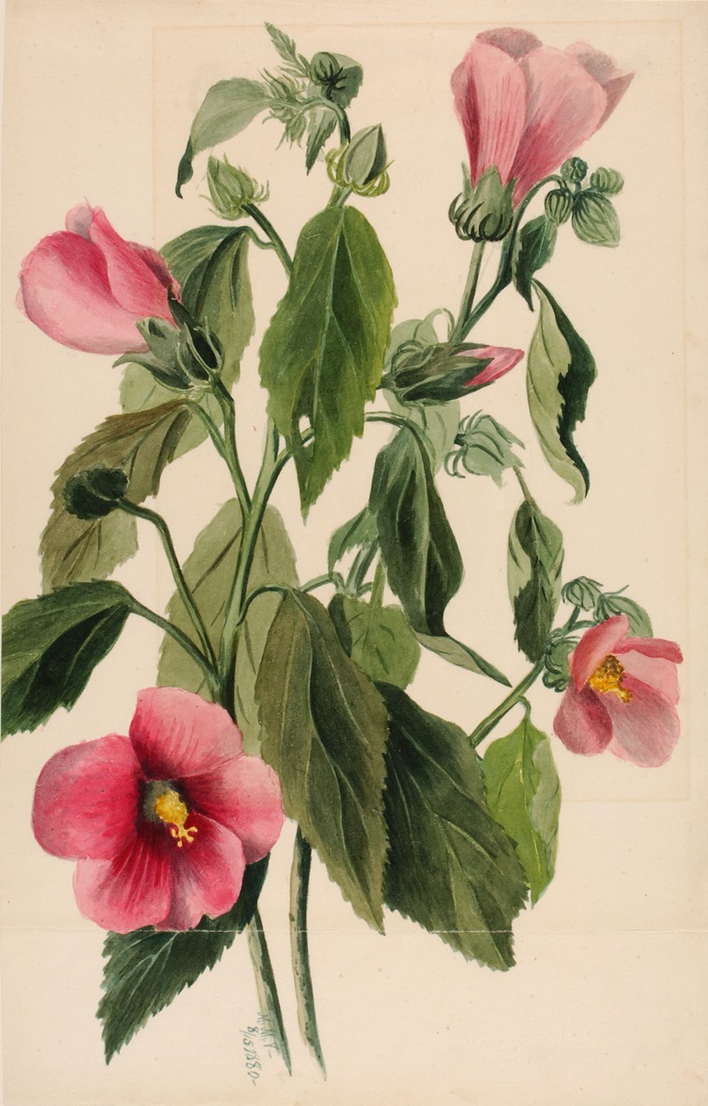 Rose Gentian (Sabbatia angularis) by Мэри Вокс Уолкотт, 1880 — digital art print download