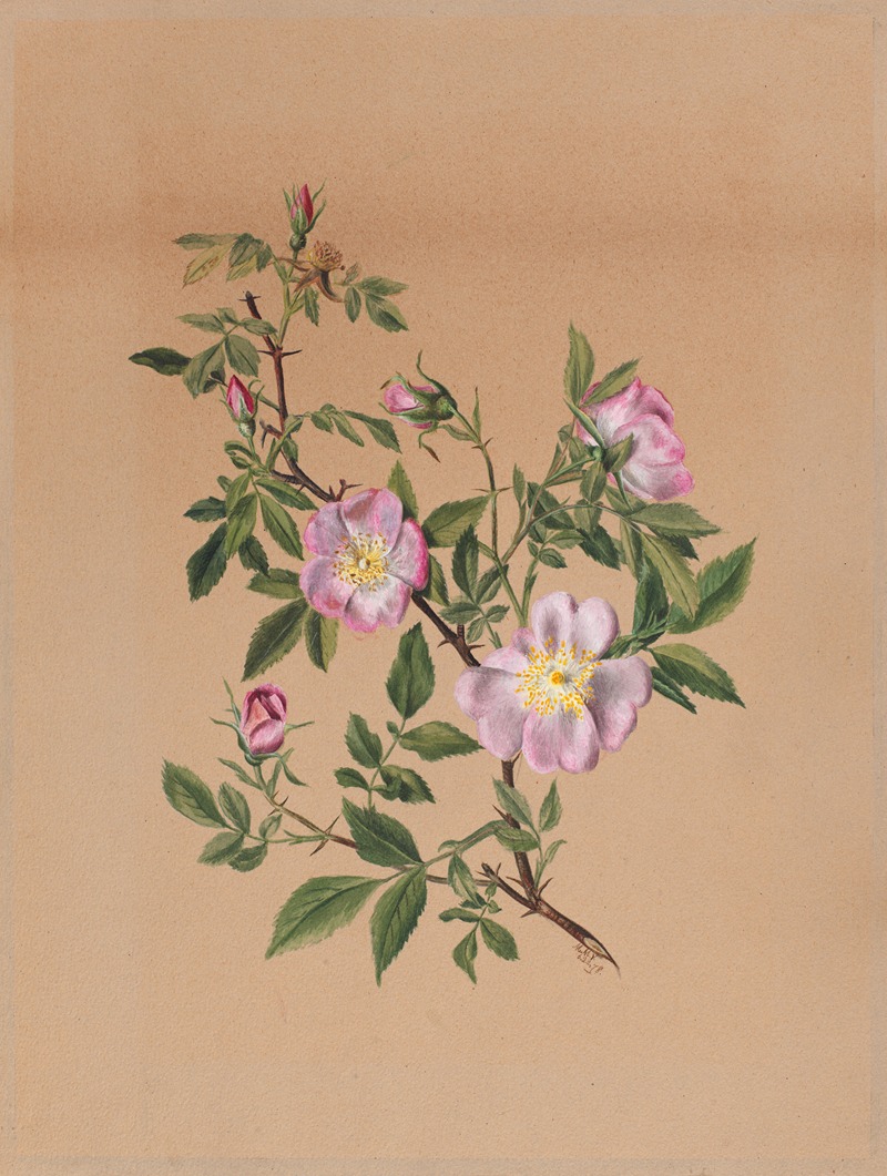Rose Mallow (Hibiscus moscheutos) by Мэри Вокс Уолкотт, 1878 — digital art print download
