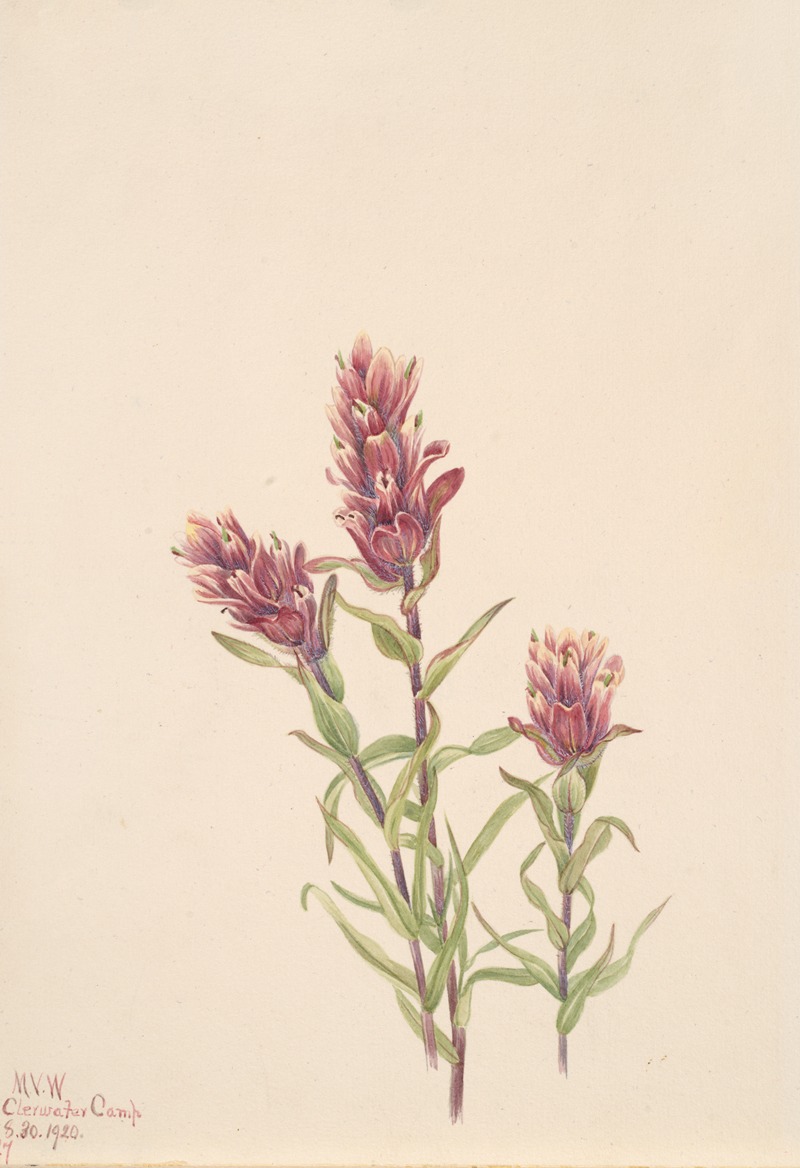 Rose Paintbrush (Castilleja pallida) — Мэри Вокс Уолкотт