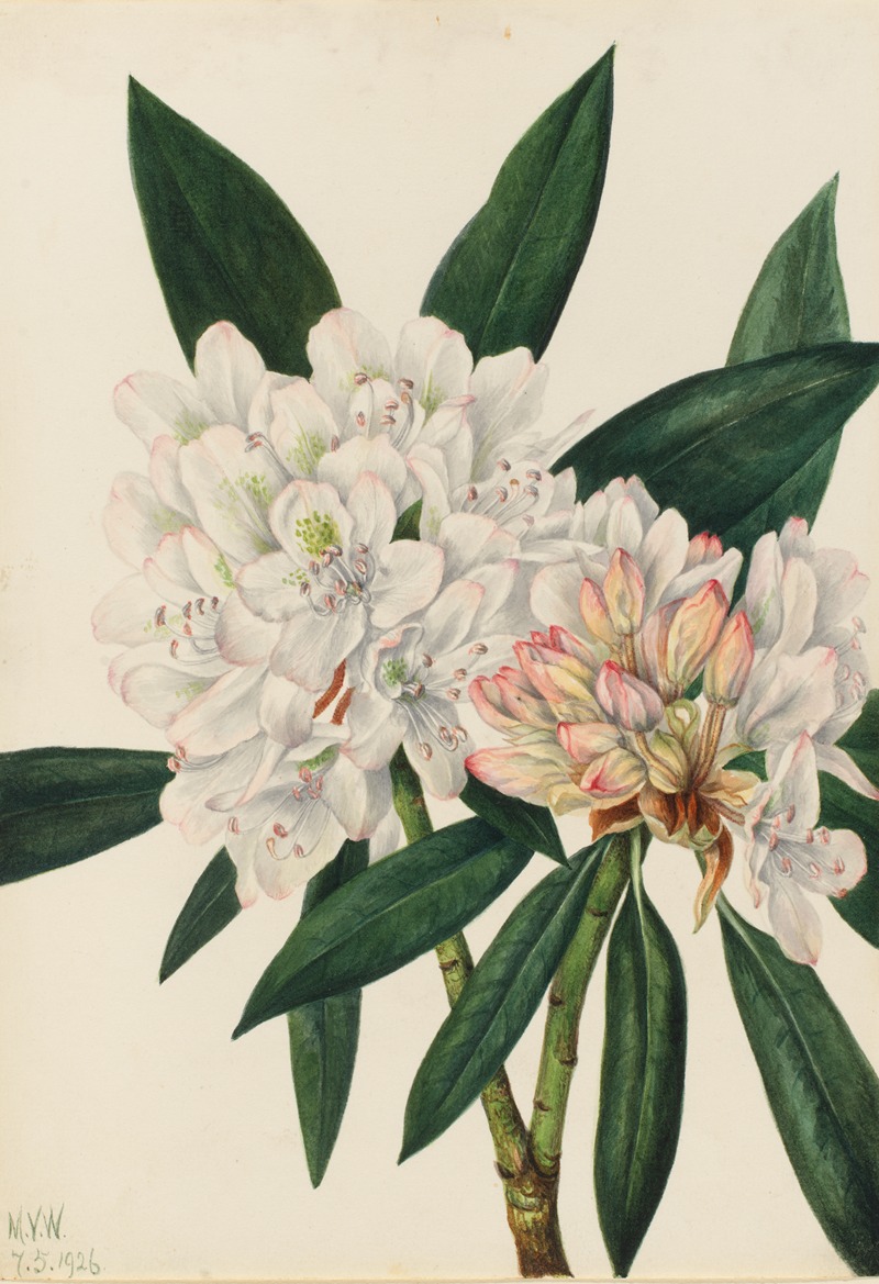 Rosebay Rhododendron (Rhododendron maximum) by Мэри Вокс Уолкотт, 1926 — digital art print download
