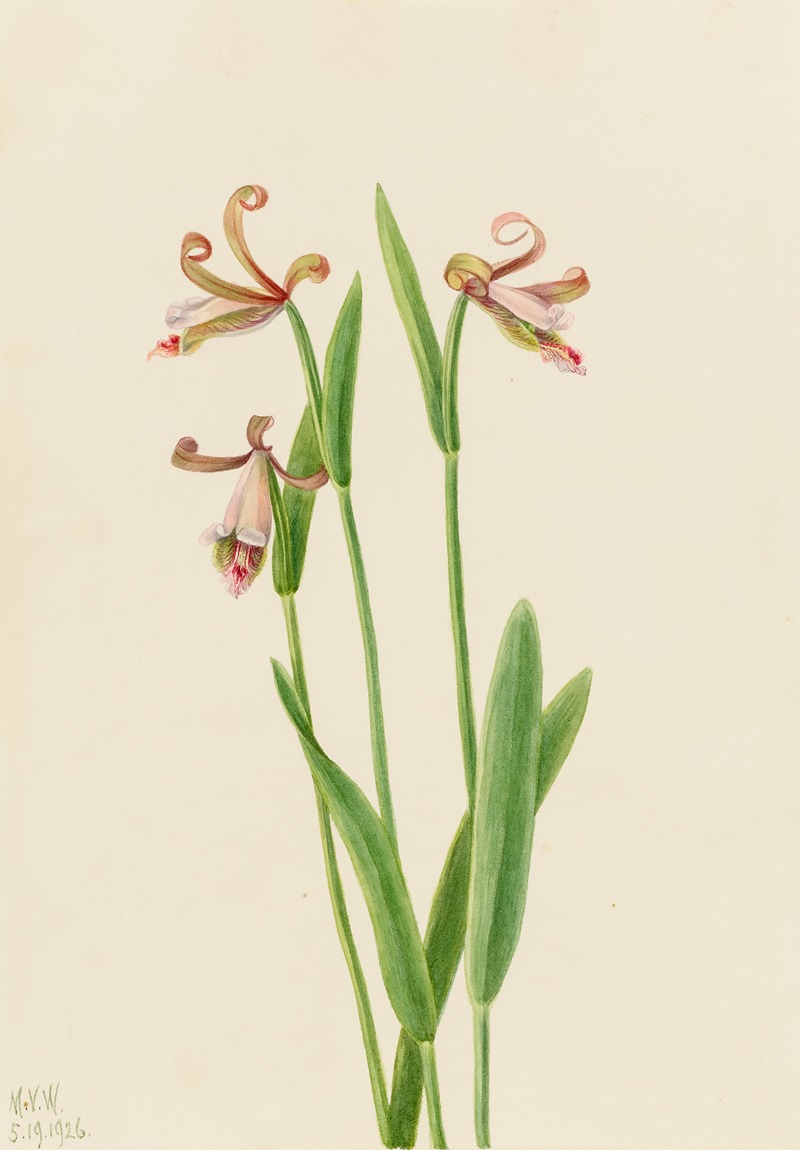 Rosebud Orchid (Pogonia divaricata) — Mary Vaux Walcott