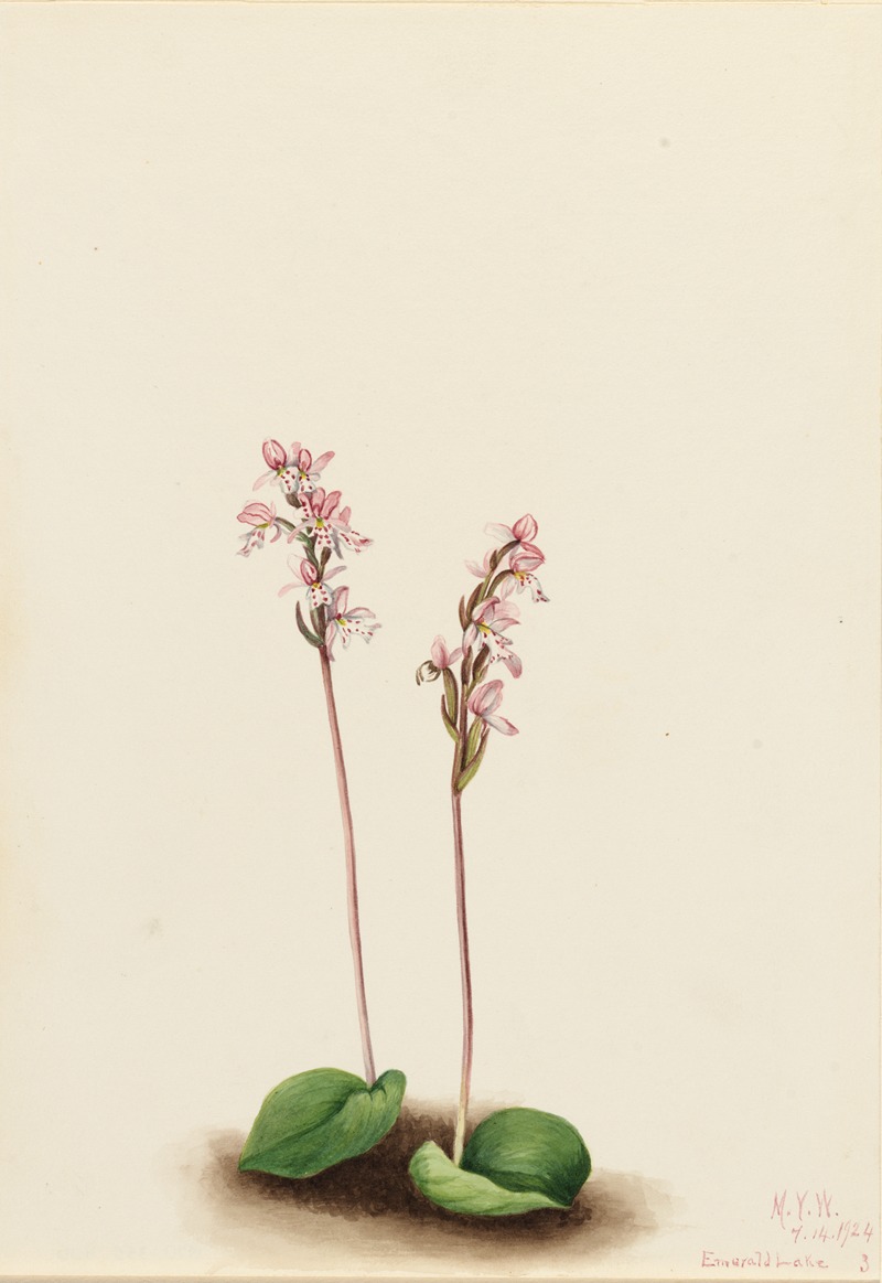 Roundleaf Orchis (Orchis rotundifolia) by Мэри Вокс Уолкотт, 1924 — digital art print download