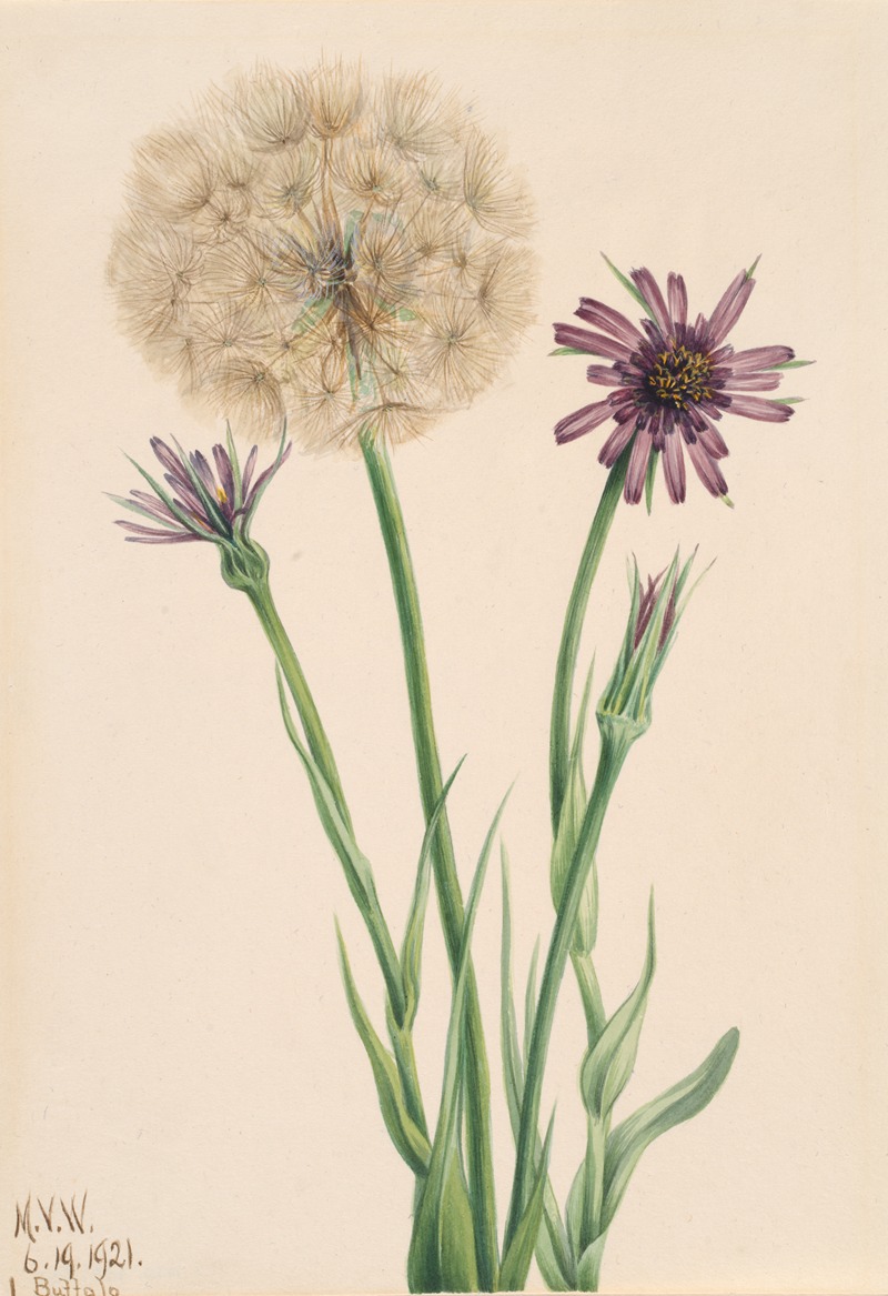 Salsify (Tragopogon porrifolius) — Mary Vaux Walcott