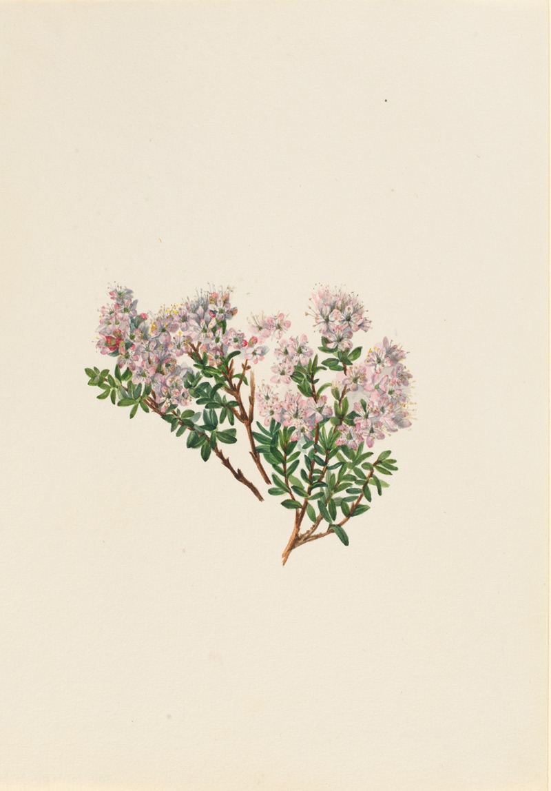Sand Myrtle (Leiophyllum lyoni) by Мэри Вокс Уолкотт — digital art print download