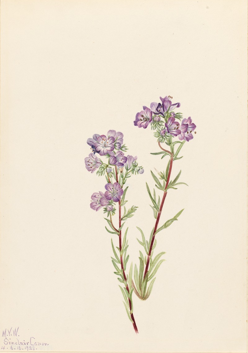 Sand Phacelia (Phacelia linearis) by Mary Vaux Walcott, 1923 — digital art print download