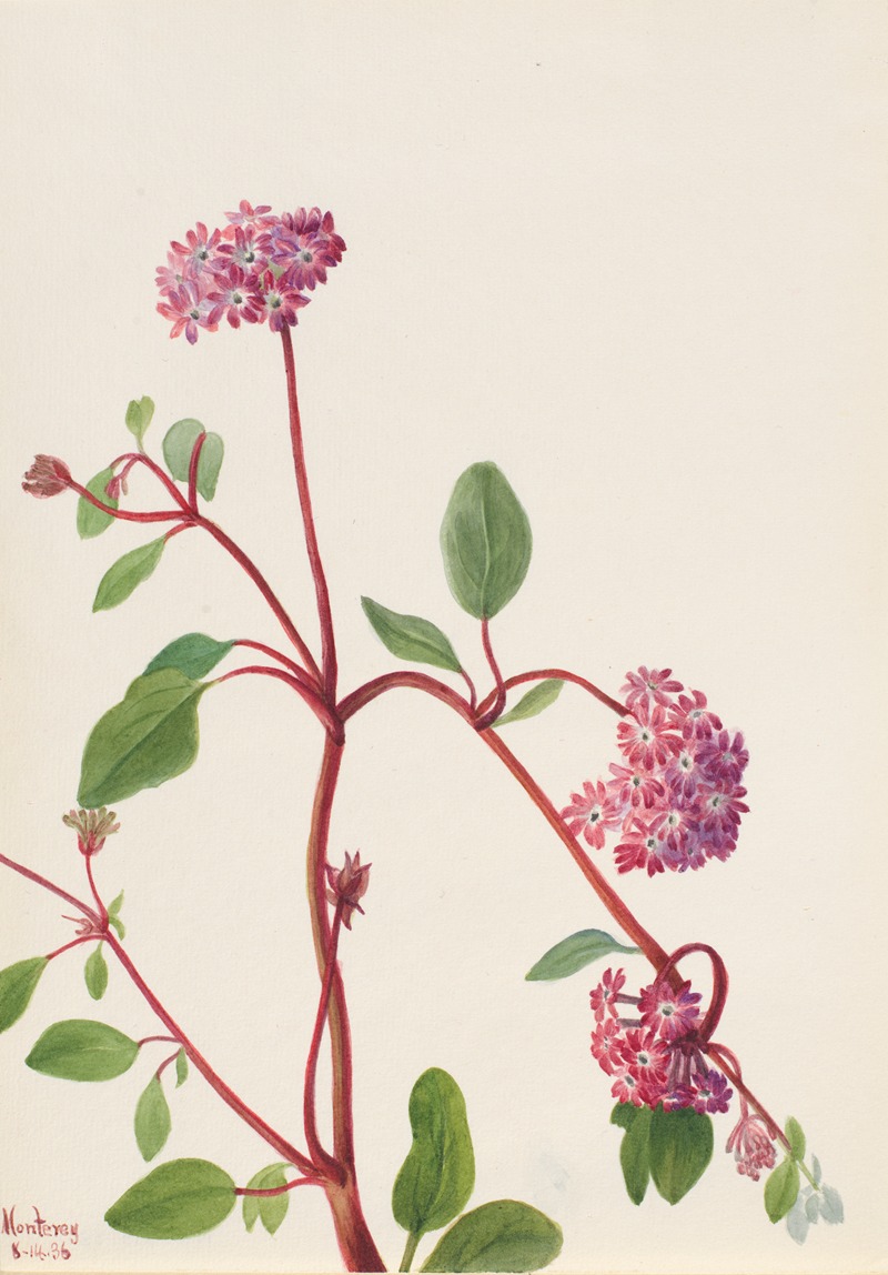 Sand Verbena (Abronia umbellata) — Mary Vaux Walcott