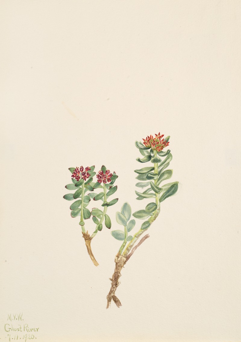 Sanifoiga adscendeus by Мэри Вокс Уолкотт, 1920 — digital art print download