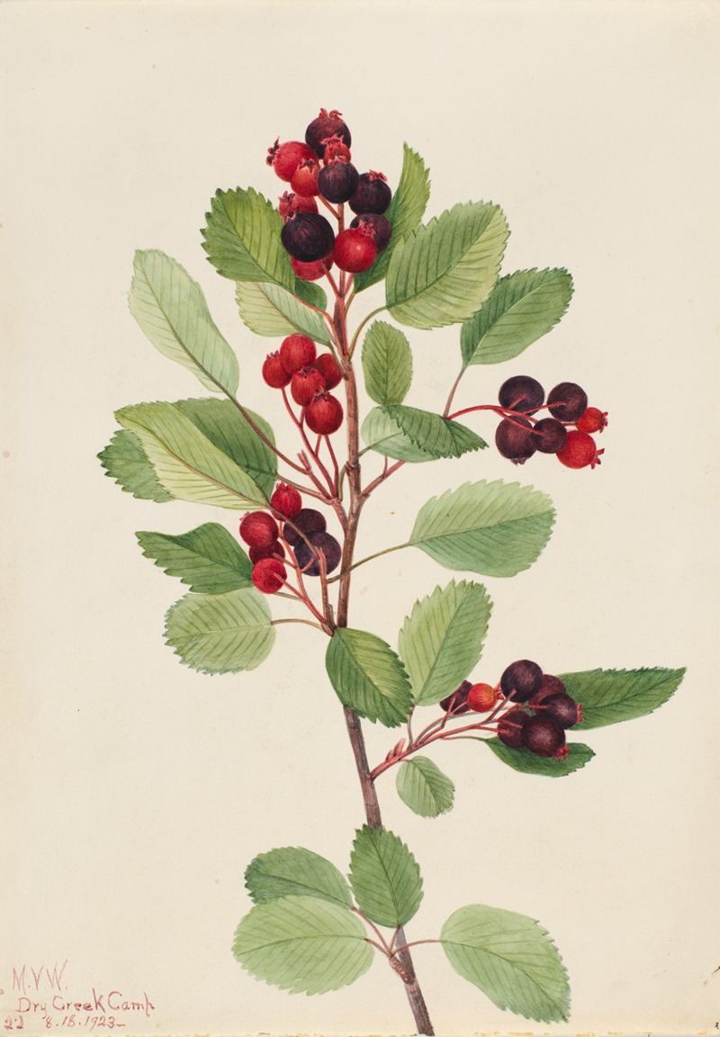 Saskatoon (Amelanchier alnifolia) by Мэри Вокс Уолкотт, 1923 — digital art print download