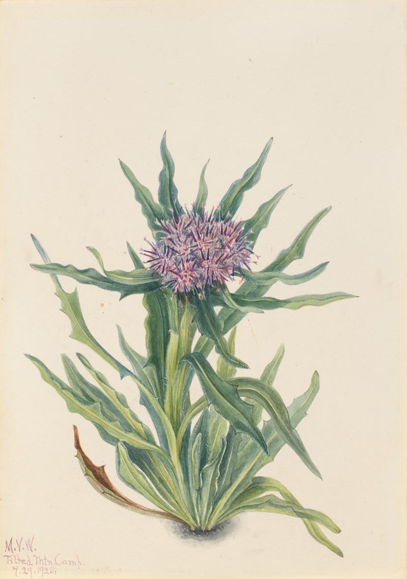 Saussurea (Saussurea densa) by Mary Vaux Walcott, 1925 — digital art print download