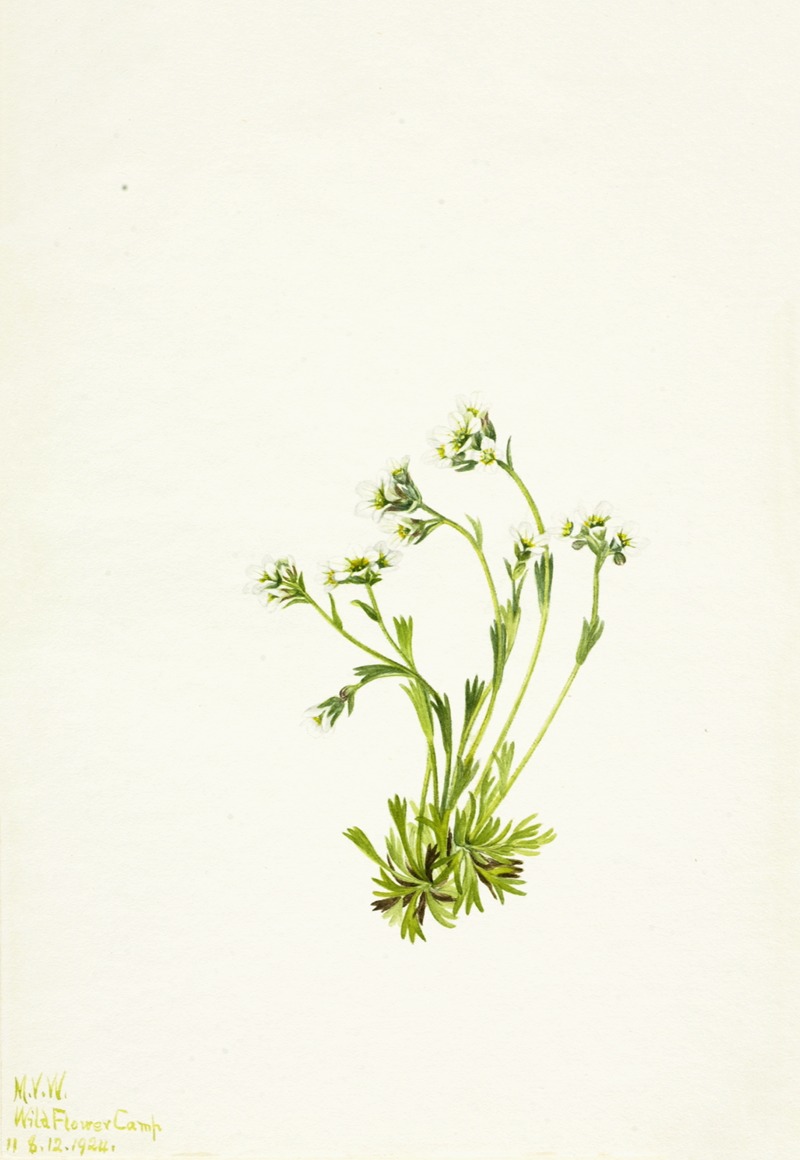 Saxifrage (Saxifraga caespitosa) by Мэри Вокс Уолкотт, 1924 — digital art print download