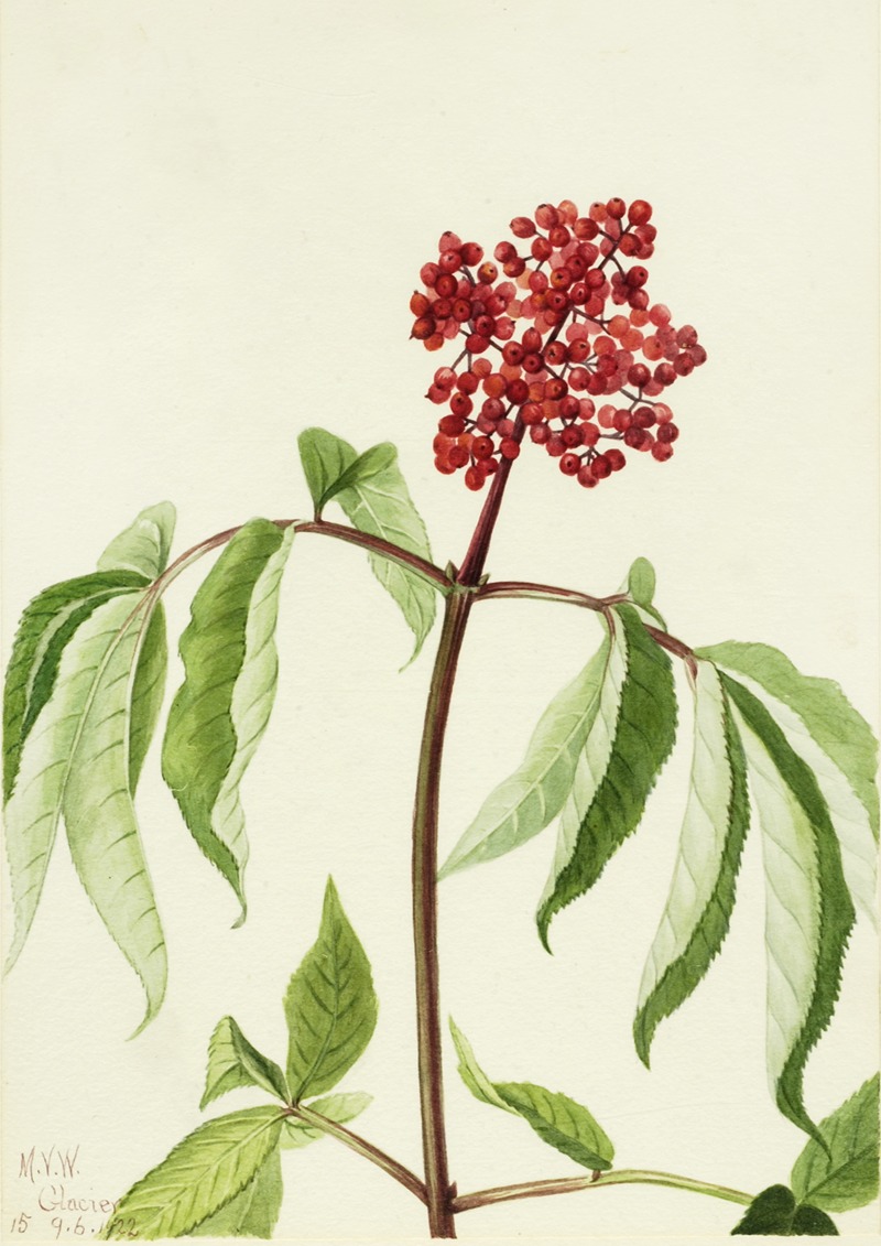 Scarlet Elder (Sambucus pubens) by Мэри Вокс Уолкотт, 1922 — digital art print download