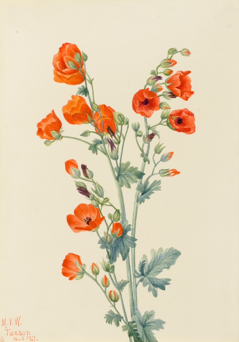 Scarlet Globe Mallow (Sphaeralcea grossulariaefolia) — Мэри Вокс Уолкотт